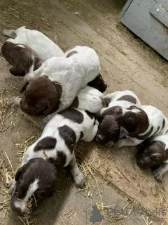 Photos supplémentaires: Chiots Drathaar