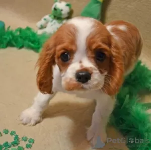 Photo №1. cavalier king charles spaniel - à vendre en ville de Helsinki | 300€ | Annonce №75635