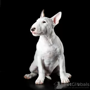 Photo №4. Je vais vendre bull terrier en ville de Ufa. de la fourrière - prix - 924€