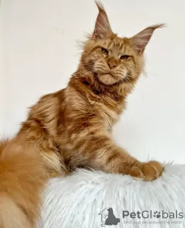 Photo №4. Je vais vendre maine coon en ville de Berlin. éleveur - prix - 300€