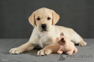 Photos supplémentaires: Chiots Labrador fauve