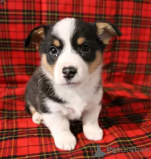 Photos supplémentaires: KC enregistré tricolore Pembs corgi boys