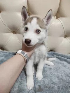 Photo №3. Chiots husky aux yeux bleus pure race à vendre!. Fédération de Russie