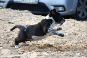 Photos supplémentaires: Chiots Xolo en laine