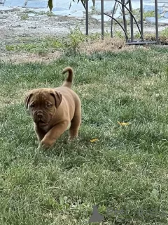 Photos supplémentaires: Chiots Dogue de Bordeaux