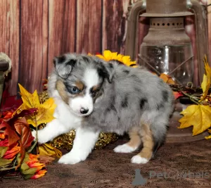 Photo №1. caniche royale - à vendre en ville de New Orleans | Gratuit | Annonce №125532