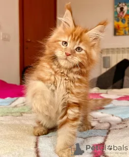 Photo №1. maine coon - à vendre en ville de Berlin | 300€ | Annonce № 104000