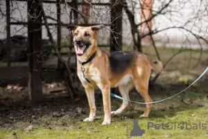 Photos supplémentaires: Sauvez la chienne Lexi, elle a un besoin urgent d'un foyer