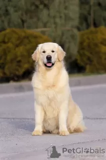 Photos supplémentaires: Golden retriever Garçon.