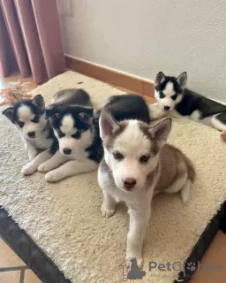 Photo №1. husky de sibérie - à vendre en ville de Zagreb | 350€ | Annonce №80695