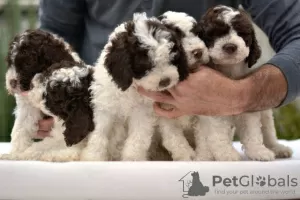 Photos supplémentaires: Lagotto Romagnolo, chiots mâles