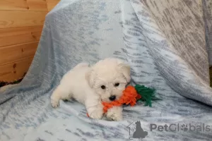 Photos supplémentaires: Adorables chiots Bichon Frise prêts à emménager dans une nouvelle maison