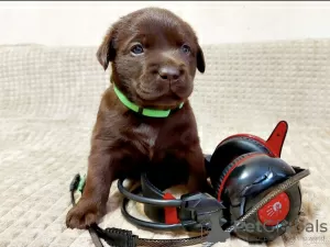 Photo №2 de l'annonce № 10449 de la vente labrador retriever - acheter à Fédération de Russie annonce privée