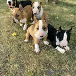 Photo №1. bull terrier - à vendre en ville de Abu Dhabi | 473€ | Annonce №111715