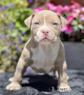 Photo №1. american bully - à vendre en ville de Vienna | 700€ | Annonce №105813