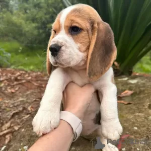 Photo №3. chiots beagle regardant. Allemagne