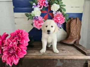 Photo №1. golden retriever - à vendre en ville de Lisbon | négocié | Annonce №126882