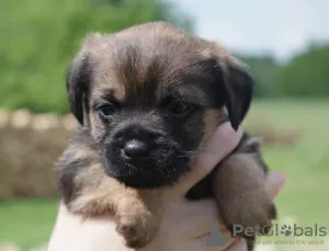 Photo №2 de l'annonce № 19633 de la vente border terrier - acheter à Pologne éleveur