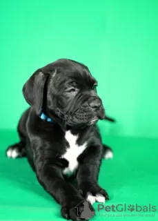 Photos supplémentaires: Chiots Cane Corso à vendre