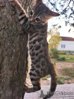 Photos supplémentaires: Bengal, chat du Bengale, chatons