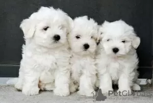 Photo №1. bichon maltais - à vendre en ville de Dubai | 350€ | Annonce №24226