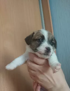 Photo №1. jack russell terrier - à vendre en ville de Ивангород | 500€ | Annonce №6593