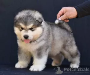 Photo №1. malamute de l'alaska - à vendre en ville de Šid | négocié | Annonce №123288