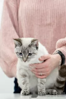 Photos supplémentaires: Le chat thaïlandais Latifa entre de bonnes mains