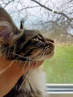 Photos supplémentaires: Maine Coon Girl