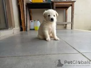 Photo №1. labrador retriever - à vendre en ville de Förby | Gratuit | Annonce №128418