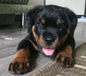 Photo №1. rottweiler - à vendre en ville de Road Town | négocié | Annonce №49982