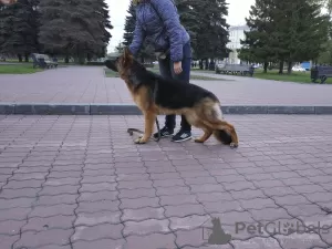 Photo №4. Handler en Fédération de Russie. Annonce № 8886