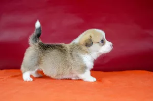 Photo №1. welsh corgi - à vendre en ville de Lviv | 1111€ | Annonce №5595