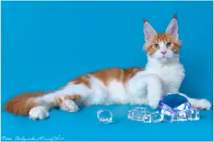 Photo №1. maine coon - à vendre en ville de Volgograd | 438€ | Annonce № 4536