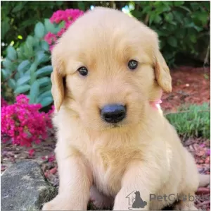 Photo №1. golden retriever - à vendre en ville de Omsk | Gratuit | Annonce №35507