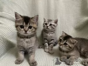 Photo №3. Chatons écossais - Scottish Fold et Scottish Straight. La Moldavie