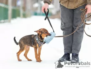 Photo №2 de l'annonce № 128082 de la vente chien bâtard - acheter à Fédération de Russie annonce privée