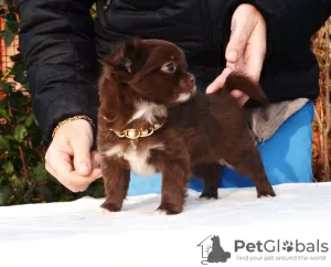 Photos supplémentaires: Chocolat fille Chihuahua.