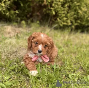 Photos supplémentaires: Cavapoo Cavadoodle