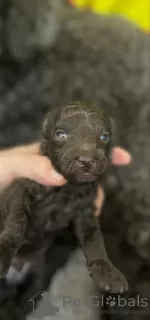 Photo №1. caniche (jouet) - à vendre en ville de Belgrade | négocié | Annonce №128614