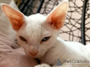 Photo №1. devon rex - à vendre en ville de Legnica | 650€ | Annonce № 17238