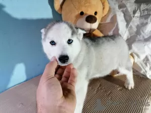 Photo №4. Je vais vendre husky de sibérie en ville de Москва. annonce privée - prix - négocié