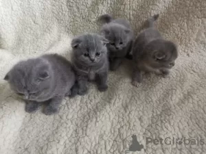 Photo №2 de l'annonce № 10963 de la vente scottish fold - acheter à La finlande annonce privée