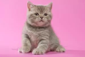 Photo №4. Je vais vendre british shorthair en ville de Minsk. de la fourrière - prix - 272€