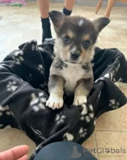 Photos supplémentaires: Adorables chiots Welsh Corgi prêts à rejoindre leur nouvelle maison pour