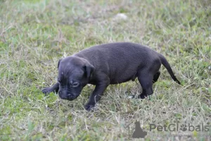 Photos supplémentaires: chiots pit-bull