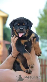 Photos supplémentaires: rottweiler