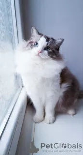 Photo №4. Je vais vendre ragdoll en ville de Cracovie. éleveur - prix - 1200€