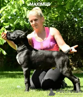 Photo №3. Cane Corso Femme. Macédoine