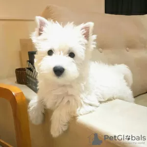 Photo №2 de l'annonce № 99260 de la vente west highland white terrier - acheter à Allemagne 